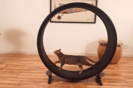 Il tapis roulant per gatti Il tapis roulant per gatti