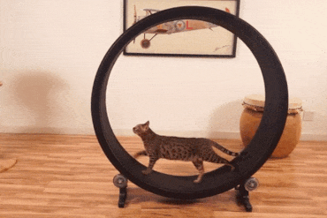 Il tapis roulant per gatti