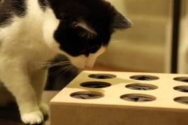 Acchiappa il topino acchiappa-la-talpa-per-gatti