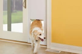 La porticina automatica per animali domestici sportello-automatico-per-cani