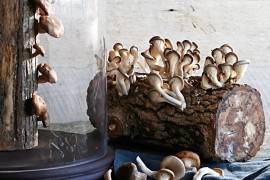 Il ceppo con i funghi Shiitake ceppo-di-funghi-shiitake