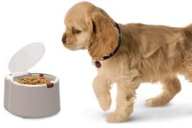 Le ciotole personali per animali ciotole-personali-per-cani