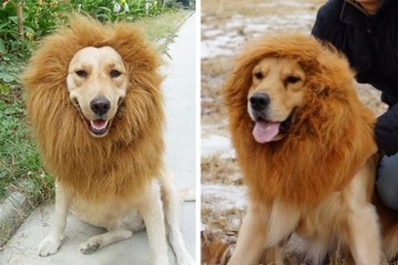 La criniera per cani