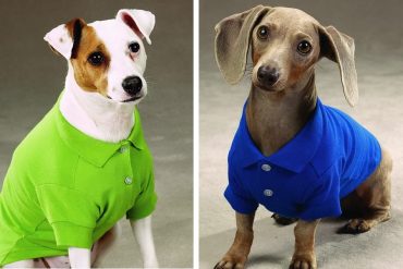 La polo per cani
