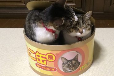 Scatoletta cibo per gatti gigante