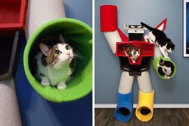 Voltron per gatti voltron-per-gatti