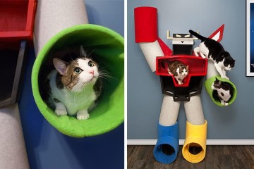 Voltron per gatti