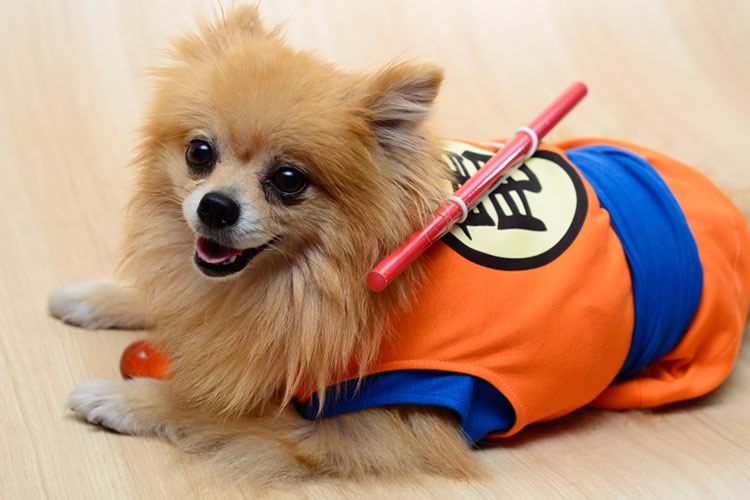 costume-dragonball-per-cani-1