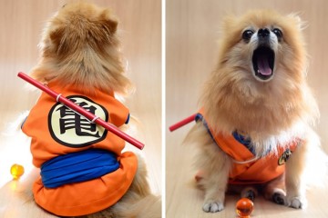 Costume per cani Dragon Ball