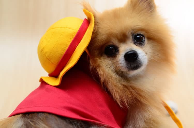 costume-per-cani-rubber-one-piece-1