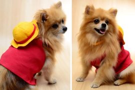 Costume per cani One Piece costume-per-cani-rubber-one-piece