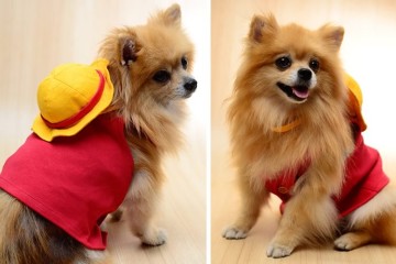 Costume per cani One Piece