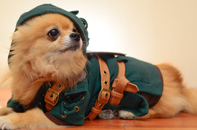 costume-per-cani-zelda-1