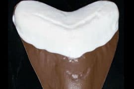 Denti di megalodonte di cioccolato dente-di-megalodonte-di-cioccolato