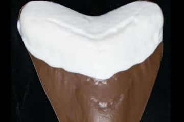Denti di megalodonte di cioccolato