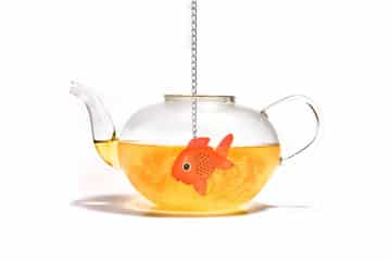 Infusore pesce rosso