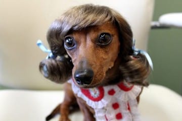 Le parrucche per animali