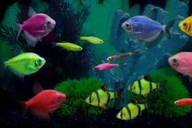 Pesci fluorescenti glofish-pesci-fluorescenti