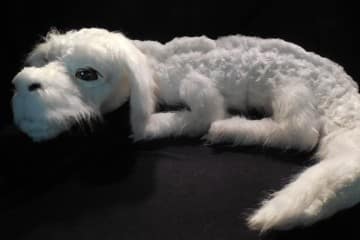 Il peluche di Falkor