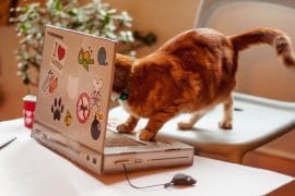 Computer per gatti computer-per-gatti
