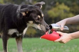 Bottiglia per cani kong-h2o