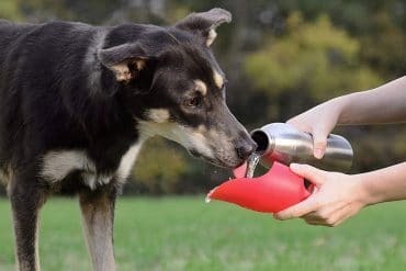 Bottiglia per cani