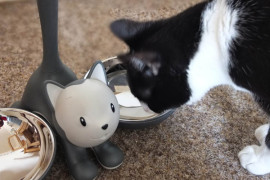 Ciotola per gatti Tigrito tigrito-ciotola