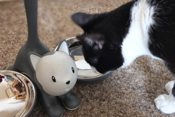 Ciotola per gatti Tigrito