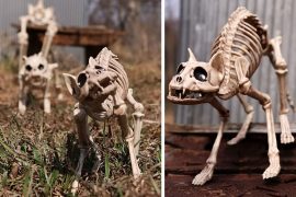 Il gatto scheletrico gatto-scheletrico