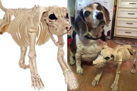 Il cane scheletrico cane-scheletrico