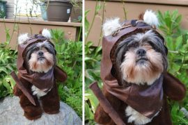 Costume da Ewok per cani costume-da-ewok-per-cani