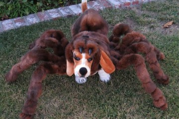 Costume da cane tarantola
