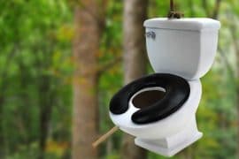 La toilette per uccelli toilette-per-uccelli