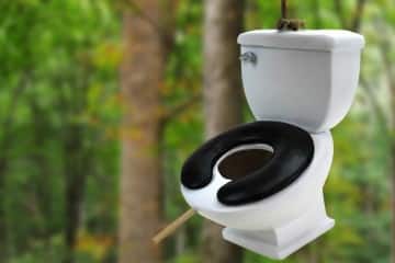 La toilette per uccelli