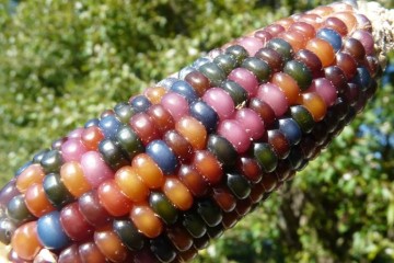 Mais arcobaleno