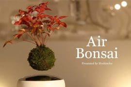 Bonsai volante bonsai-volante