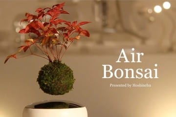 Bonsai volante