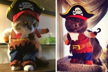 Costume per gatto pirata