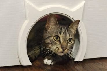 Porticina per gatti