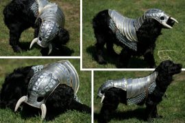 Il cane barbaro cane-barbaro