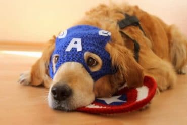 Costume per cani di Capitan America