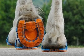Scarpe per cavalli scarpe-per-cavalli