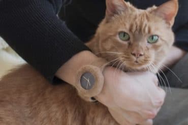 Orologio di pelo di animale domestico