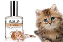 Profumo di pelo di gatto profumo-pelo-di-gatto