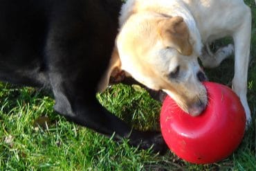 La palla indistruttibile per cani