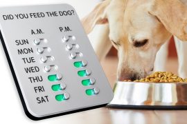 Ho dato da mangiare al cane? did-you-feed-the-dog