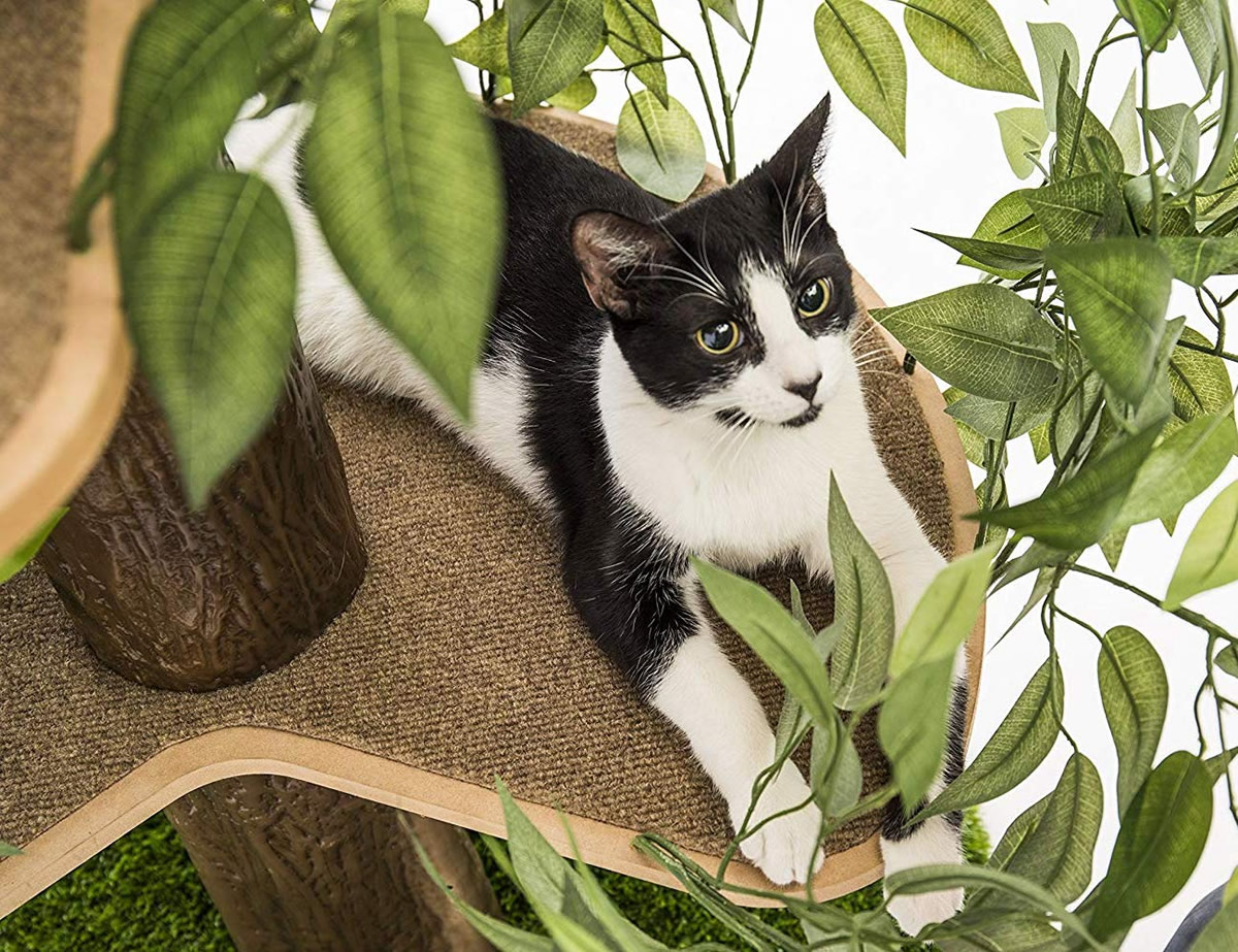 Alberi per gatti d'appartamento