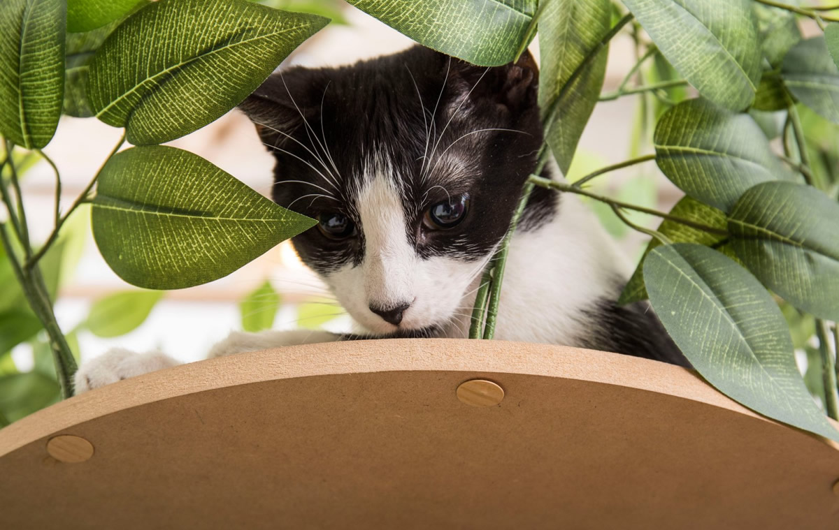 Alberi per gatti d'appartamento