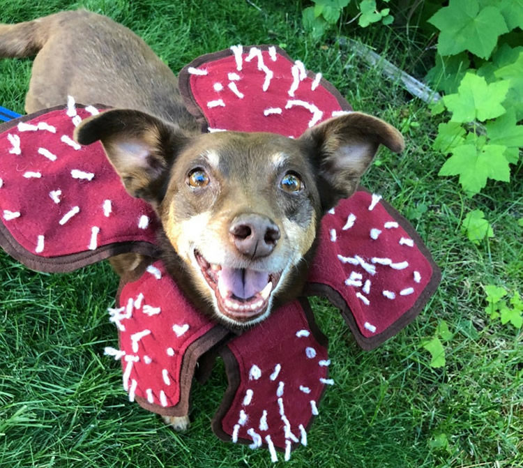 Costume per cane Demogorgone