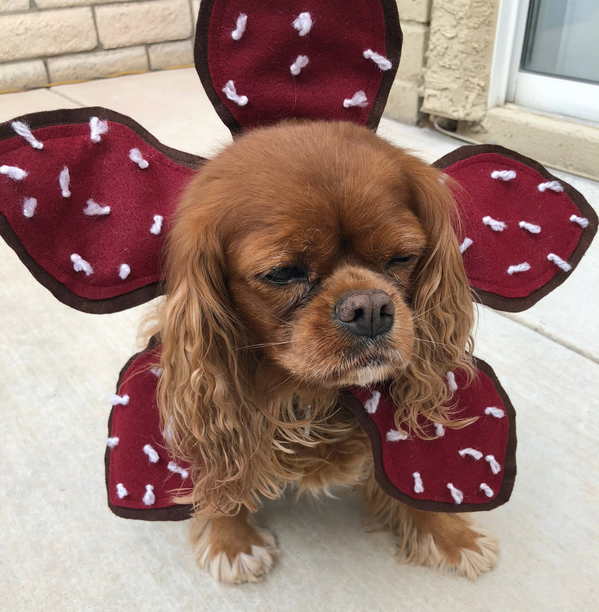 Costume per cane Demogorgone